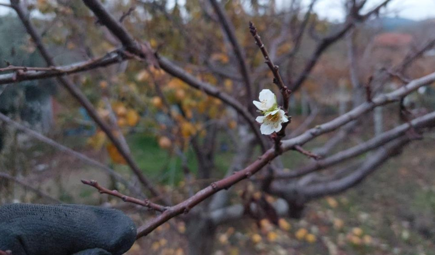 Sarıgöl’de erik ağacı kış ortasında çiçek açtı