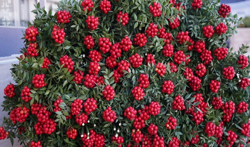 Yeni yılın umut ve aşk simgesi kokina 500 liradan satışta