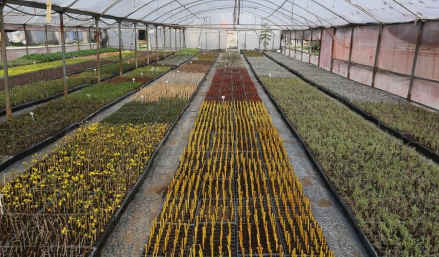 81 yıllık yeşil miras: 2025’te 4,2 Milyon fidan üretildi