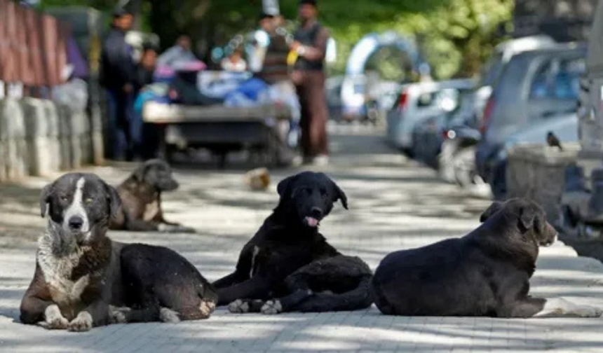Salihli'de sahipsiz köpekler için ihbar hattı kuruldu
