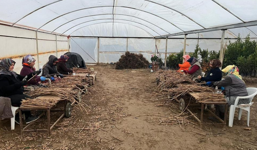 Sarıgöl’ün genç girişimcilerinden 700 bin fidanla ekonomiye büyük hamle