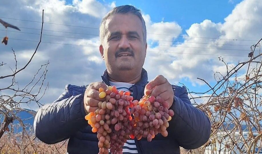 Sarıgöl Ovası’nda kışa direnen lezzet: Crimson üzümü