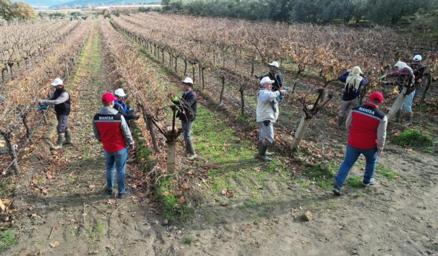 Üzüm bağlarında budama eğitimi sahada verildi