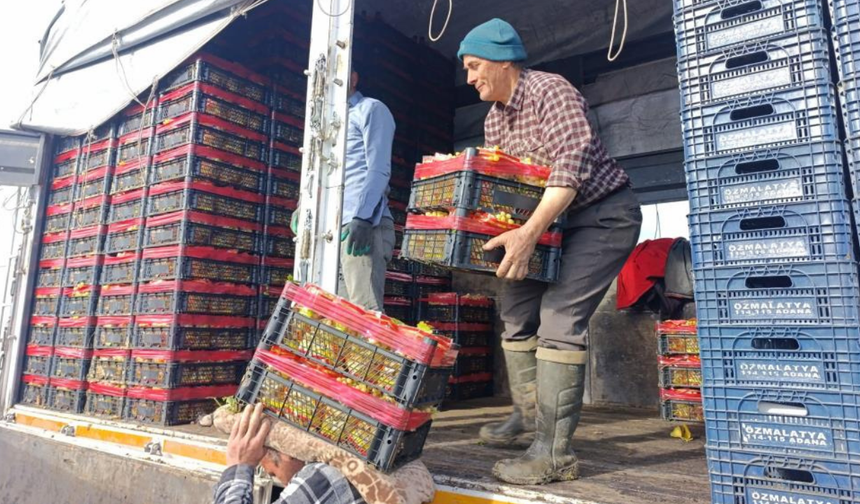 Sarıgöl’de üzüm hasadı aralıkta da hız kesmedi