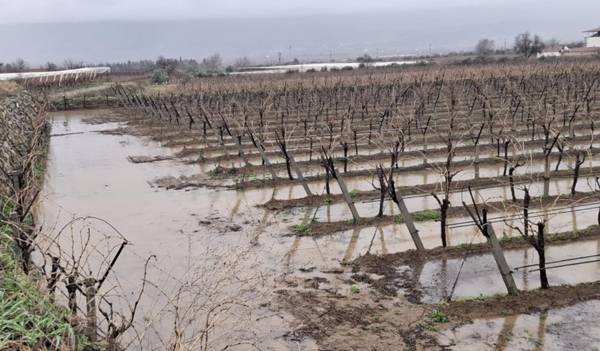 Manisa'da etkili olan yağmurlar bağcıların yüzünü güldürdü