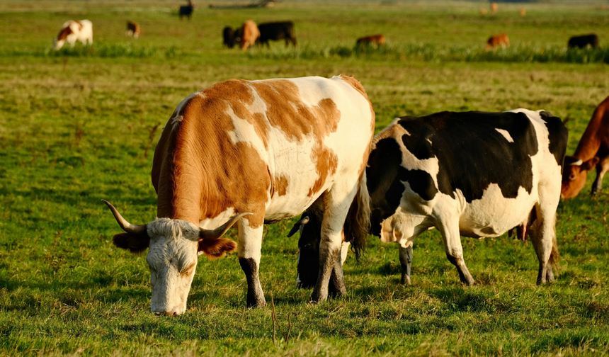 Manisa’da şap tehlikesi aşıyla aşıldı