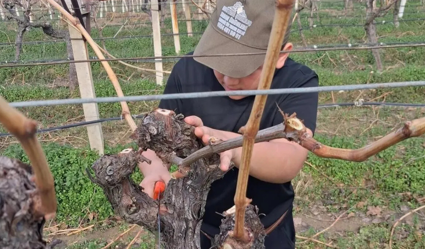 Yağış sonrası Sarıgöl’de üzüm üreticileri bağlara döndü