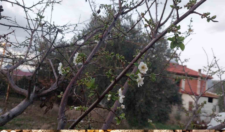 Hava koşulları doğayı canlandırdı: Sarıgöl’de çiçeklenme ve mantar bereketi