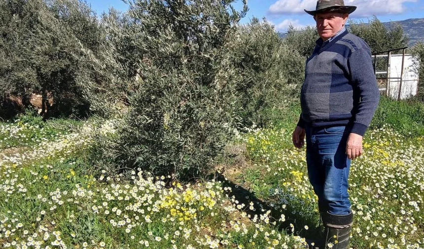 Papatyalar erken açtı, Sarıgöl beyaza büründü