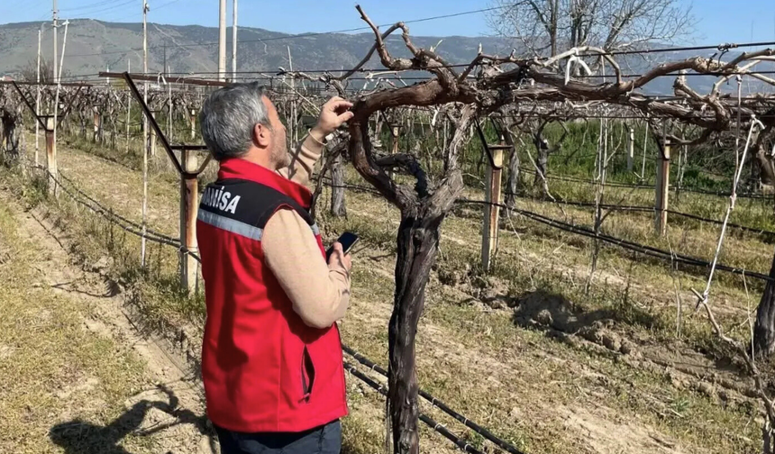 Sarıgöl Ovası’nda bağlar mercek altında