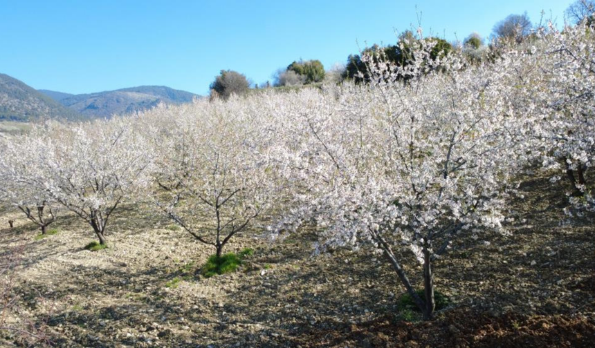 Demirci’de bahar renkleri doğayı süsledi