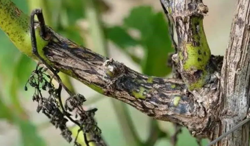 Manisa’da üreticilere ‘Ölükol’ hastalığına karşı kritik uyarı