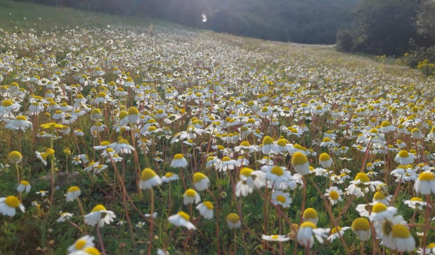 Sarıgöl'de dağların çiçek açması arıcılara umut oldu