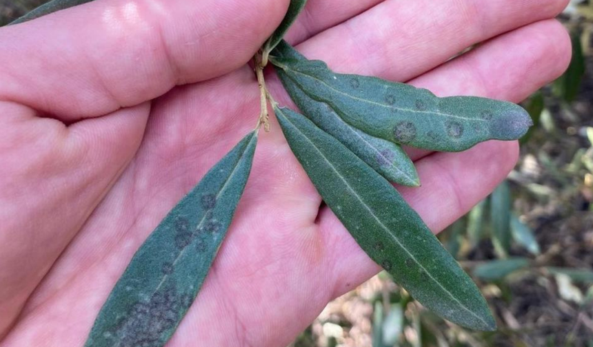 Manisa’da zeytin üreticilerine kritik uyarı: Halkalı leke hastalığı riski arttı