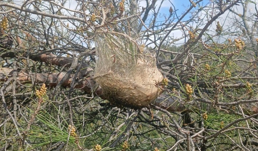 Çam ormanlarında ‘kese kurdu’ alarmı