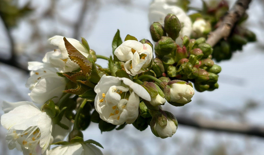 Salihli’de ‘Monilya’ alarmı: Üreticilere kritik uyarı
