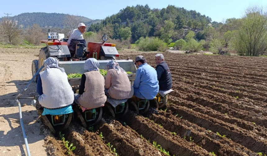 Selendi'de tarım işçisi yevmiyesi 1400 TL oldu