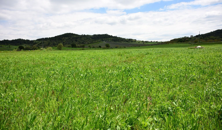 Büyükşehir’in toprakla buluşan tohumları yeşerdi