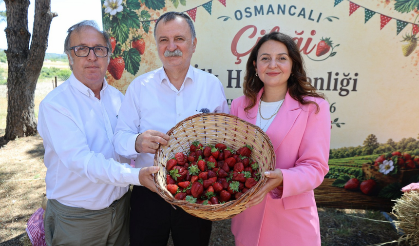 Osmancalı çileğinde sezon coşkusu: İlk hasat şenlikle başladı