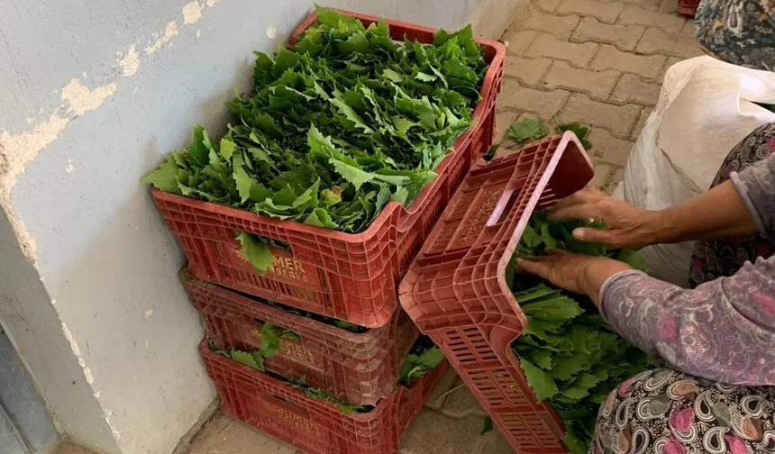 Sarıgöl'de bağ yaprağı hasadı hız kesmiyor! Fiyatlar 35-40 lira arasında