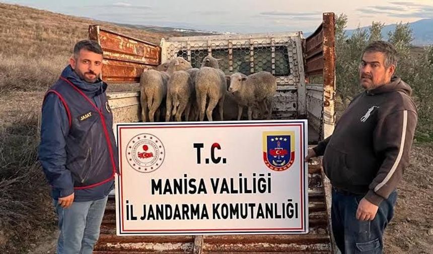 Kula'da 8 koyun çalınmıştı: 2 şüpheli tutuklandı