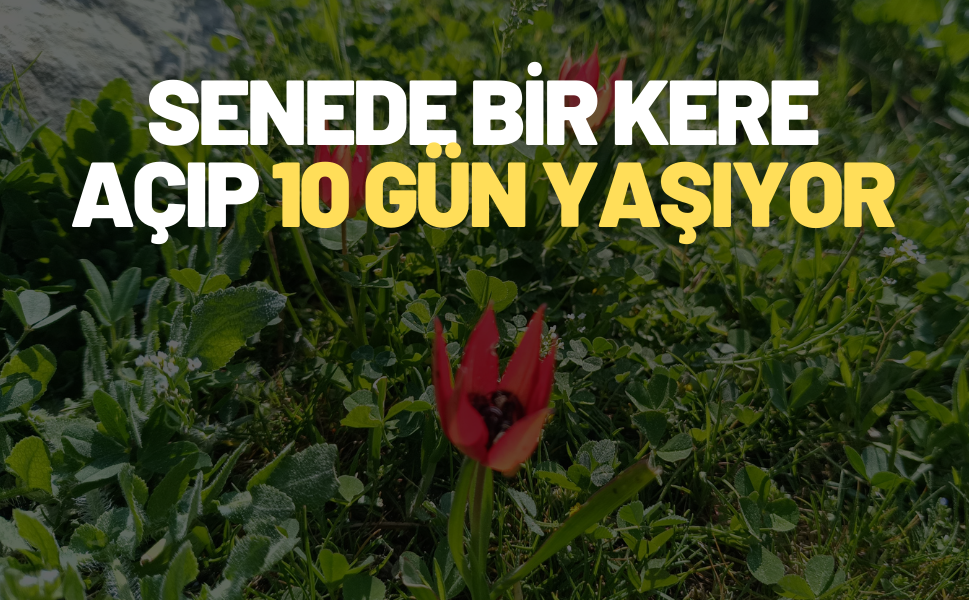 Manisa'nın sembolü Manisa laleleri Spil Dağı Milli Parkında açmaya başladı