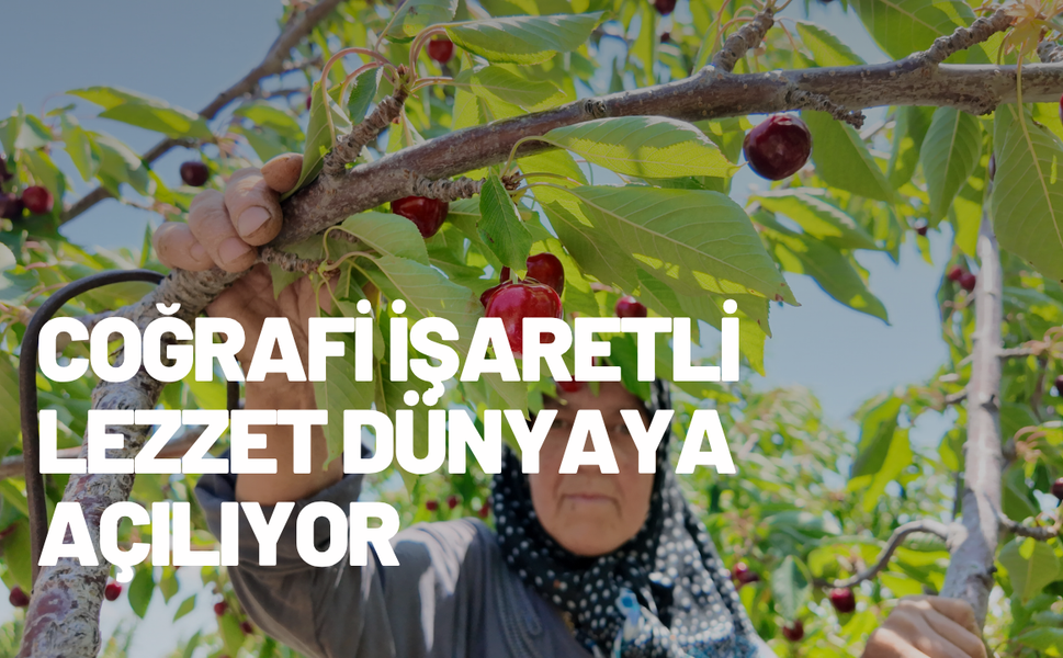Demirci’de kiraz hasadı başladı: Coğrafi işaretli lezzet dünyaya açılıyor