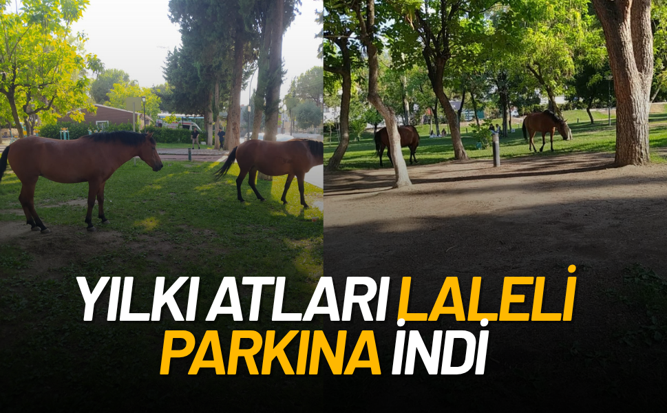 Yılkı Atları Laleli Parkına indi