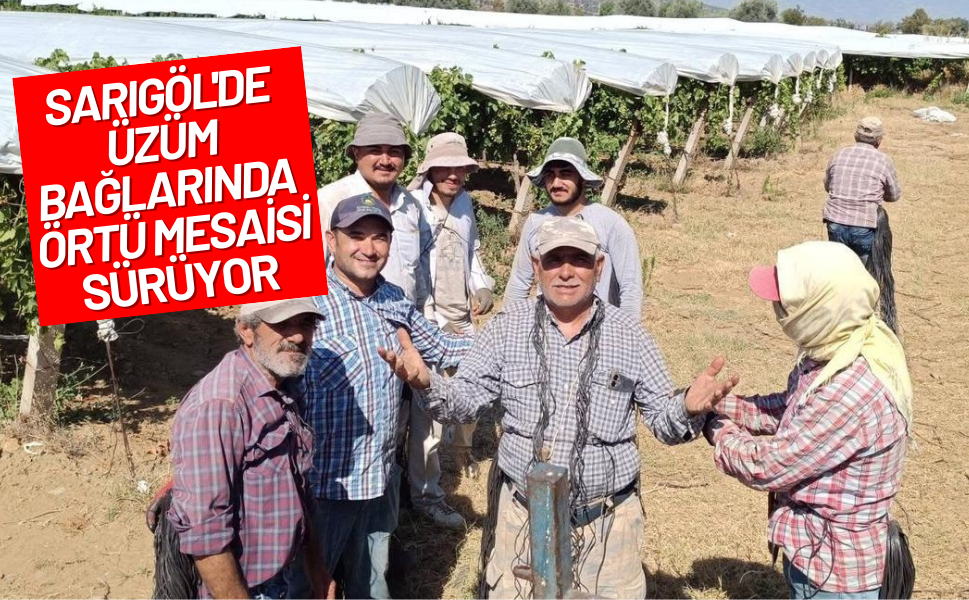 Sarıgöl'de üzüm bağlarında örtü mesaisi devam ediyor!