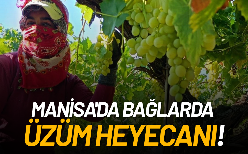 Manisa'da bağlarda üzüm heyecanı!