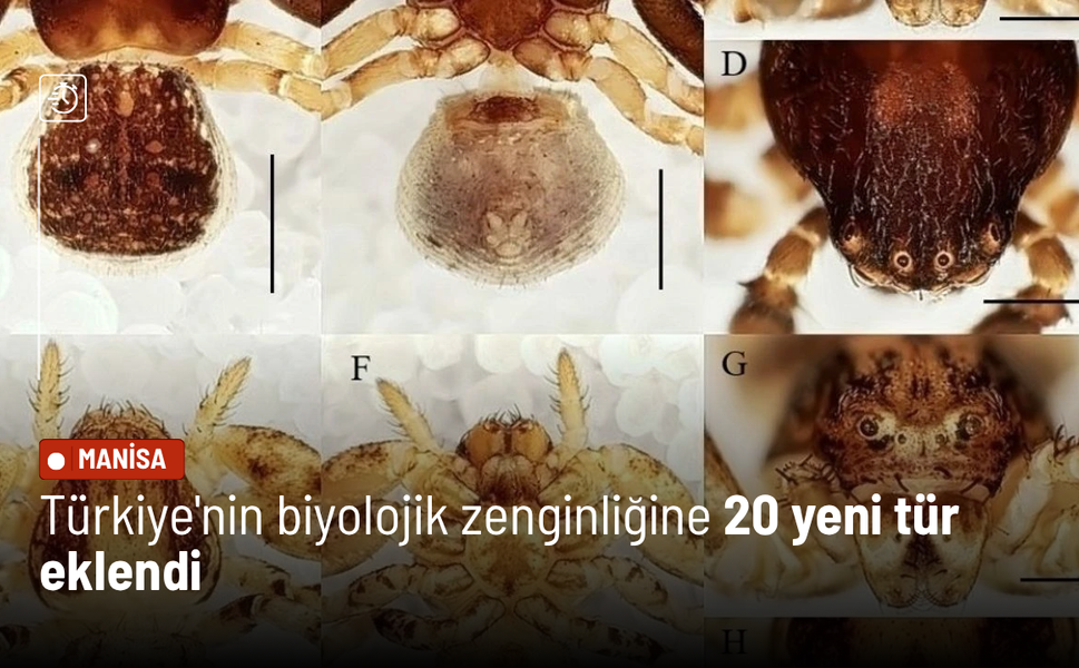 Türkiye'nin biyolojik zenginliğine 20 yeni tür eklendi