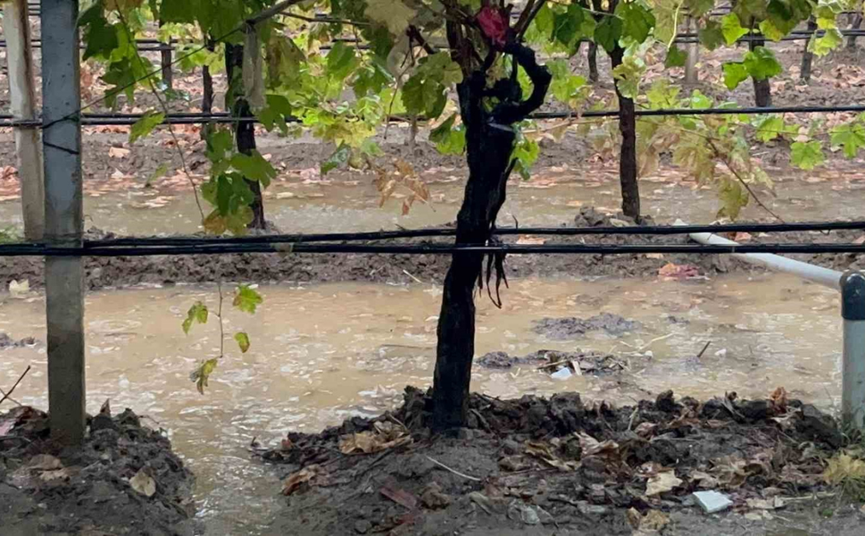 Sarıgöl'de özlenen yağış çiftçiye can suyu oldu