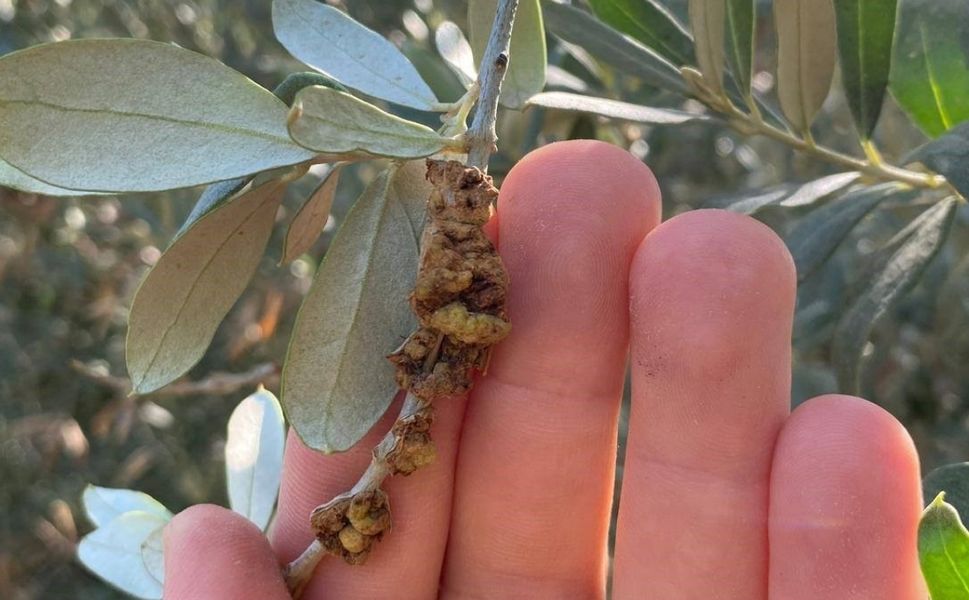 Zeytinde 'Dal Kanseri' alarmı: Üretici uyarıldı