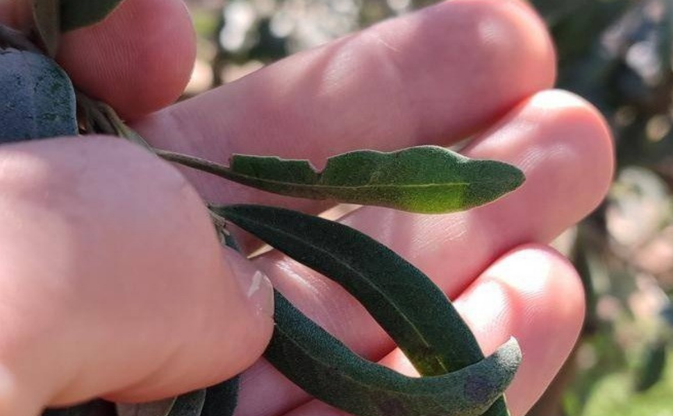 Manisalı zeytin üreticilerine halkalı leke uyarısı!