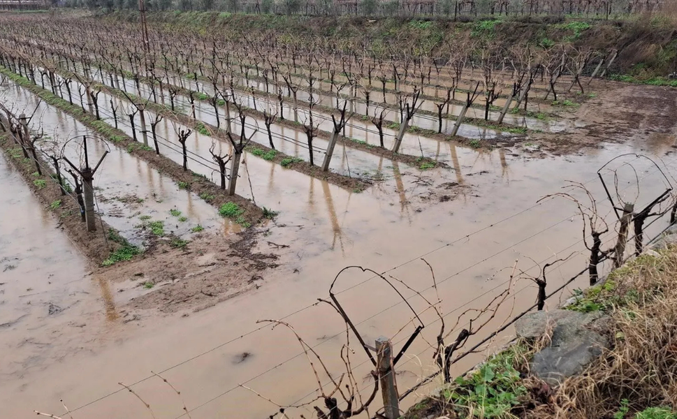 Sarıgöl'de sağanak yağış çiftçilere “Can Suyu” oldu