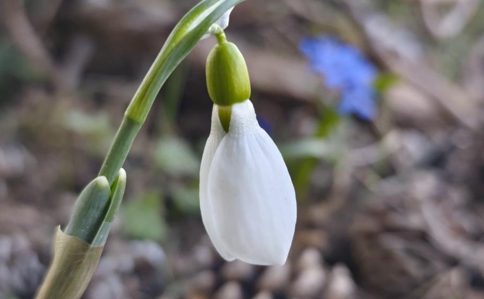 Spil Dağı’nda alışılmadık manzara: Kardelenler ikinci kez açtı