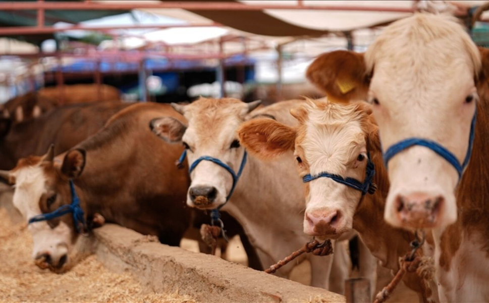 Demirci’ye 28 dönümlük hayvan pazarı geliyor