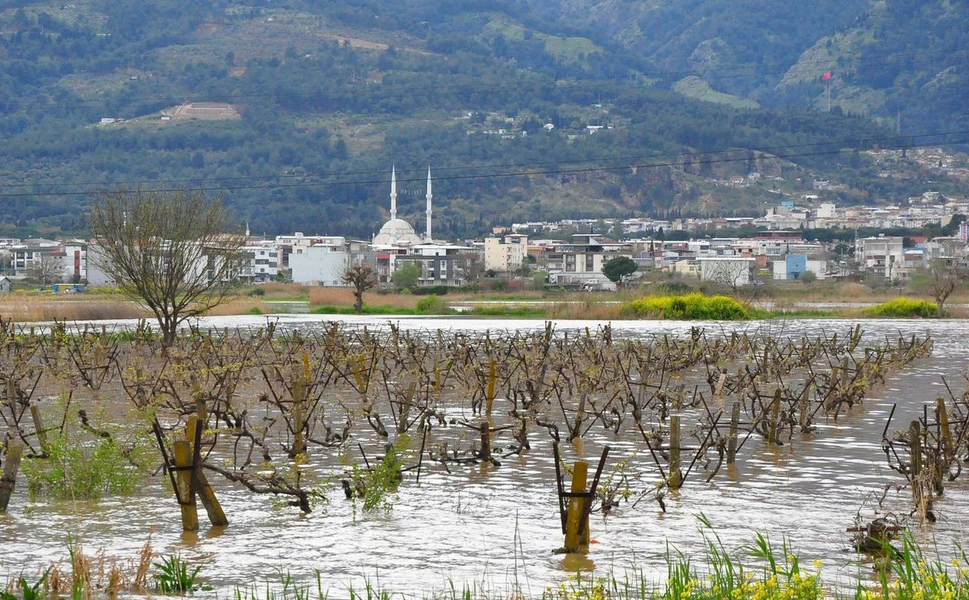 Gediz taşkını Manisa bağlarını tehdit ediyor