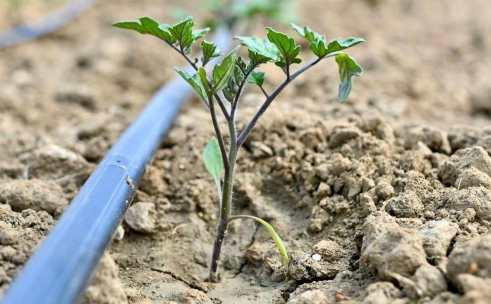 Büyükşehir’den çiftçilere 73 bin domates fidesi desteği