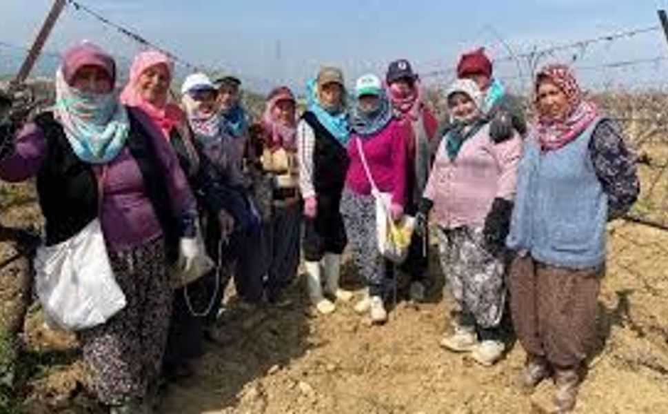 Alaşehir’de sular çekildi, bağlar yeniden canlandı!