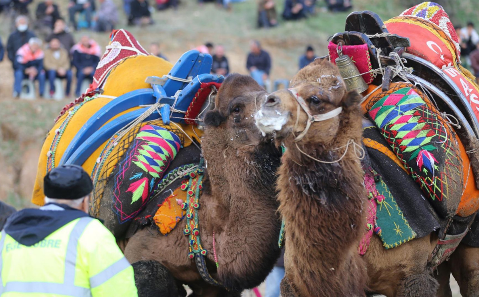 Turgutlu’da deve güreşleri için geri sayım başladı