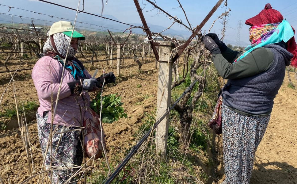 Yoğun yağışın ardından üzüm bağları yeniden canlandı