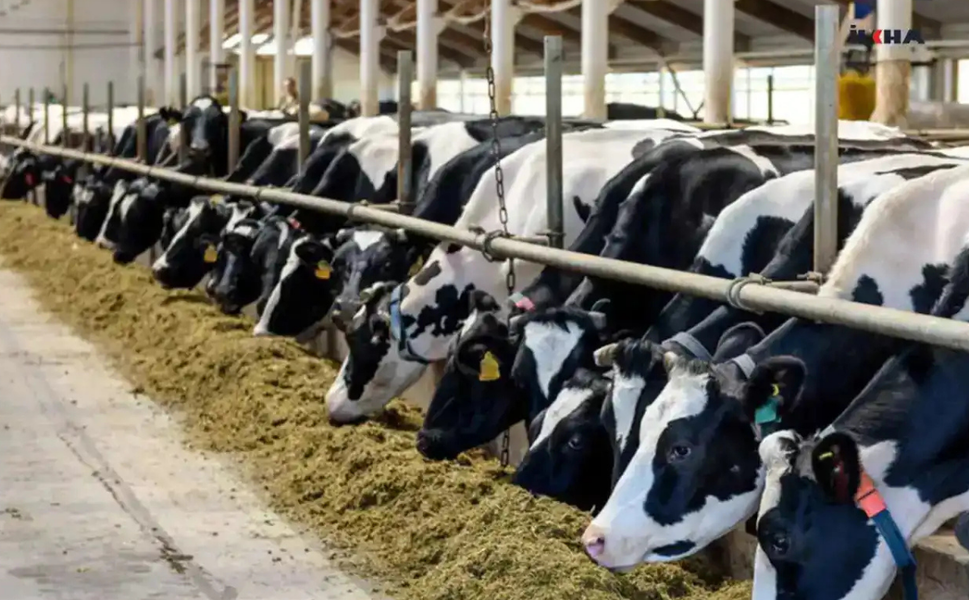 Manisa’da hayvan pazarları yeniden açılıyor