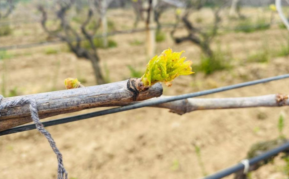 Salihli’de yağışlar üzüm bağlarında Ölükol riskini artırdı