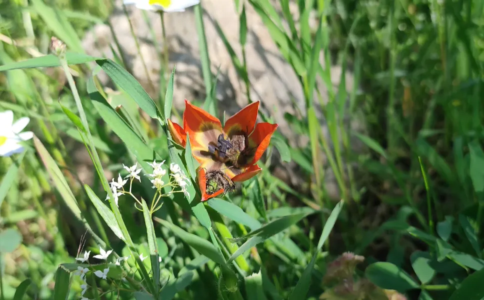 Spil’de eşşiz güzellik: Ömrü sadece 10g ün, koparmanın cezası 699 bin TL