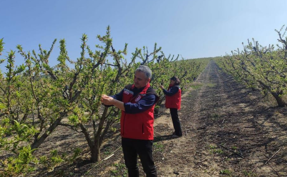 Salihli’de üreticilere kritik uyarı: Hastalık ve zararlılara dikkat