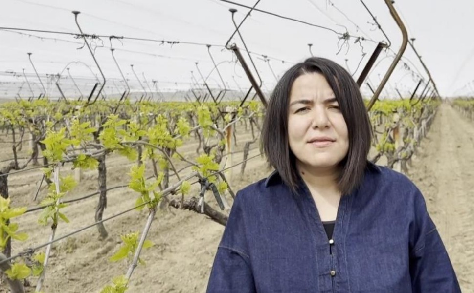 Alaşehir’de kadın üreticiden örnek proje: Bağlar tülle korunuyor