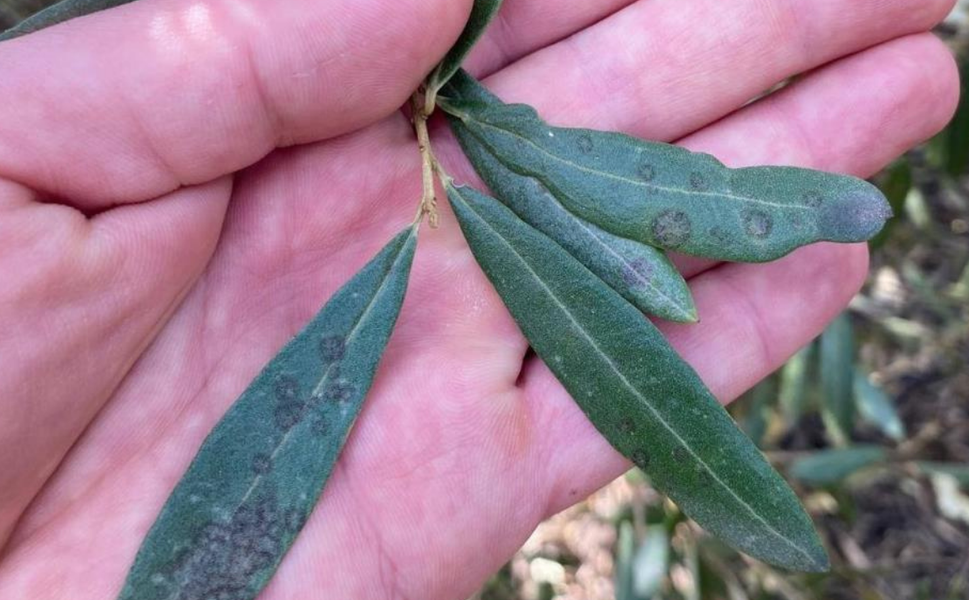Manisa’da zeytin üreticilerine kritik uyarı: Halkalı leke hastalığı riski arttı