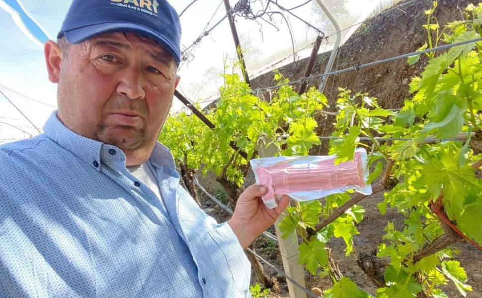 Sarıgöl’de üzüm bağlarında fenomen tel önlemi