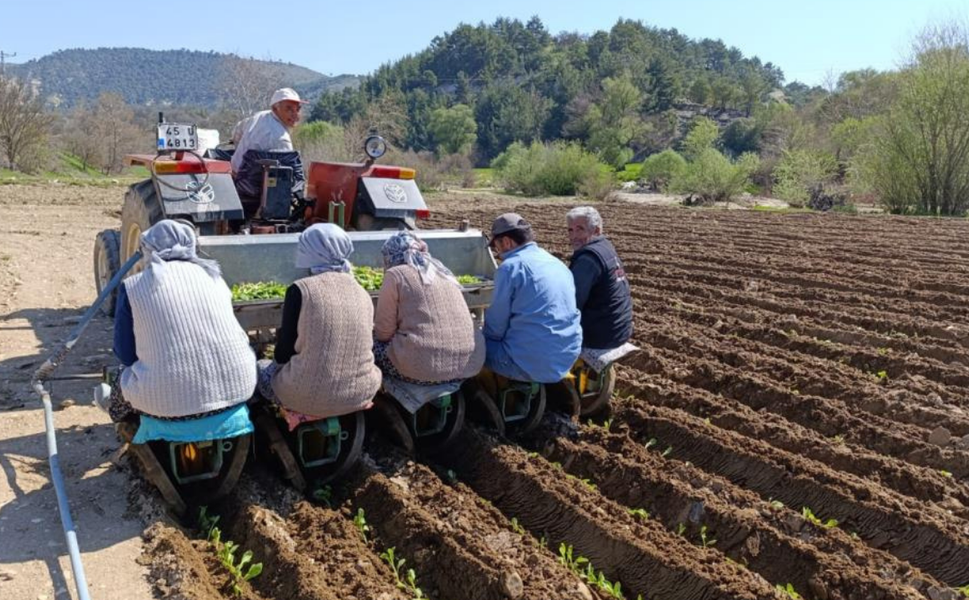 Selendi'de tarım işçisi yevmiyesi 1400 TL oldu